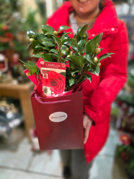 Camelia Plant gift-ready by florist in Bromley 