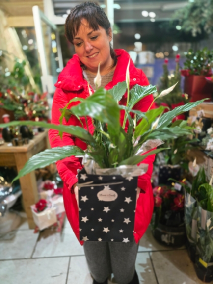 Gift-ready Peace Lily plant for Christmas delivery in Bromley,  Beckenham, Orpington, Croydon, Biggin Hill