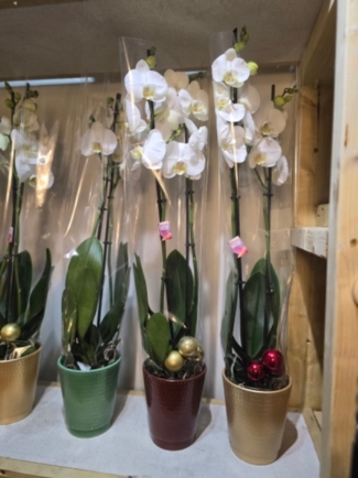 Orchid plant for same day delivery in Bromley and Beckenham 