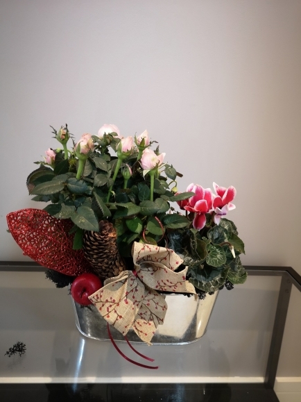 Christmas rose plant and cyclamen planter decorated by florist in Hayes, Bromley