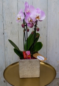 Three Stem Orchid Plant in a Ceramic Pot